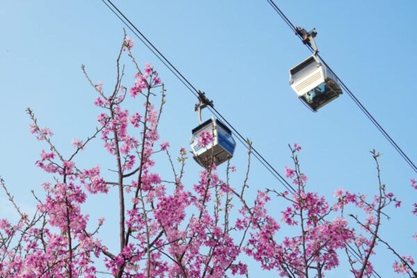 Hong Kong Airport’s Cherry Blossom Garden Is In Full Bloom