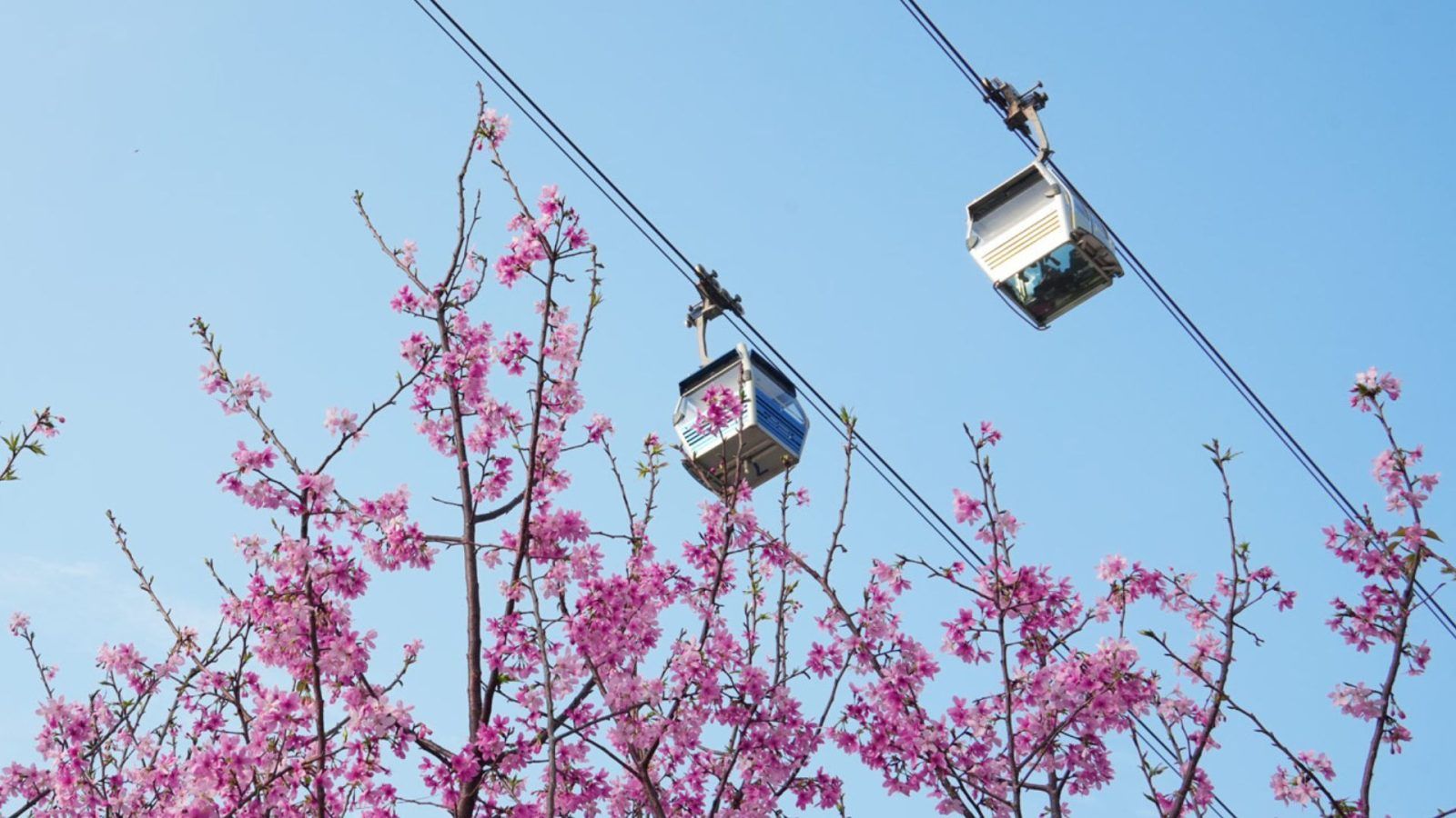 Hong Kong Airport’s Cherry Blossom Garden Is In Full Bloom