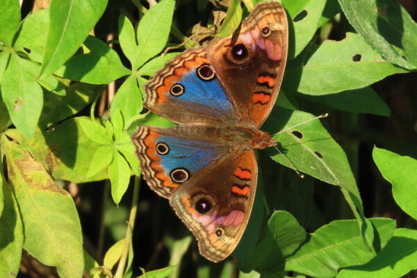 Butterfly populations declining rapidly in U.S. with 22% disappearing in 2 decades, study finds Butterfly populations declining rapidly in U.S. with 22% disappearing in 2 decades, study finds