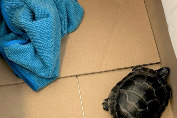 Man tried to sneak invasive turtle through airport security in his pants, TSA says