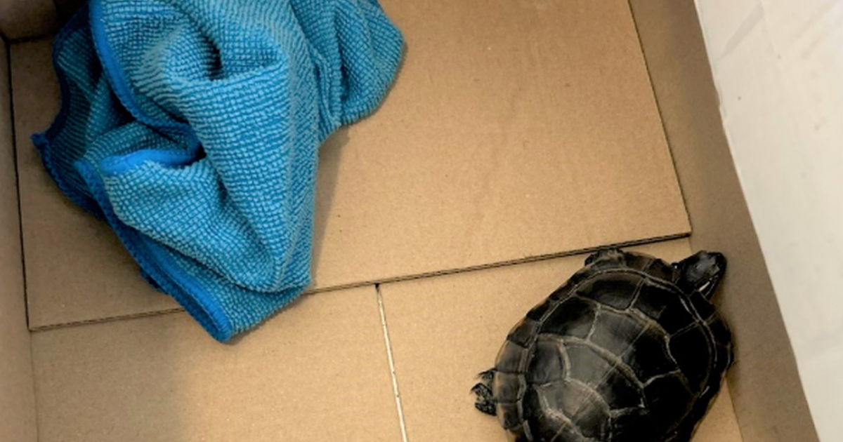 Man tried to sneak invasive turtle through airport security in his pants, TSA says