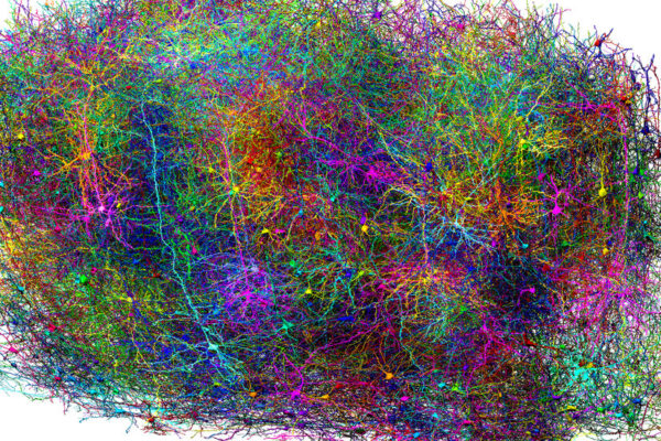 Scientists Map Miles of Wiring in a Speck of Mouse Brain Scientists Map Miles of Wiring in a Speck of Mouse Brain