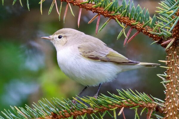 Warbler found for first time UK in over a decade in Whalsay STudio Special Offer