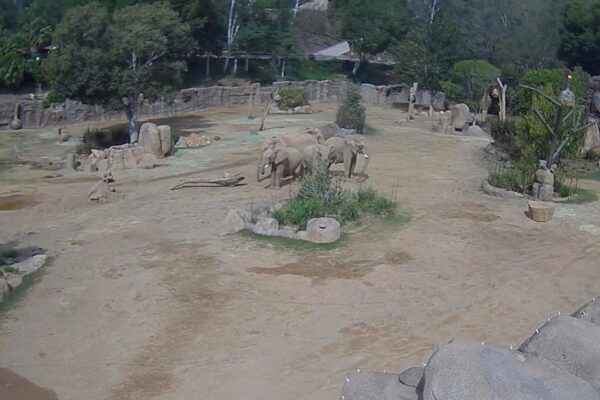 Video shows elephants at San Diego Zoo Safari Park race to protect their young during earthquake