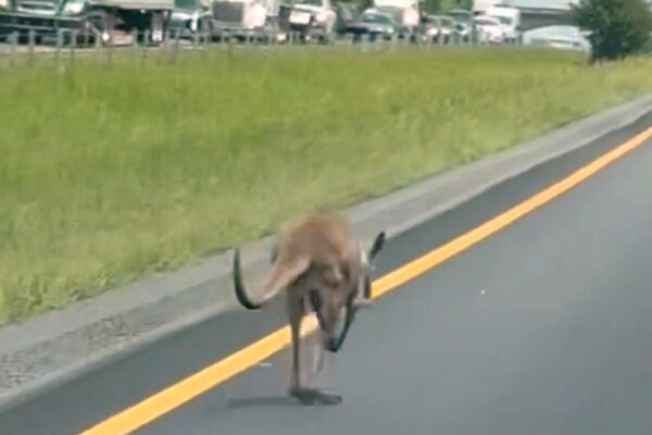 Escaped kangaroo named Sheila shuts down interstate, causes crash in Alabama: "We see a little bit of everything here"