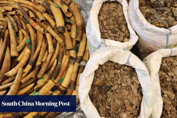 Stiffer Hong Kong penalties helping to fight illegal wildlife trade: authorities
