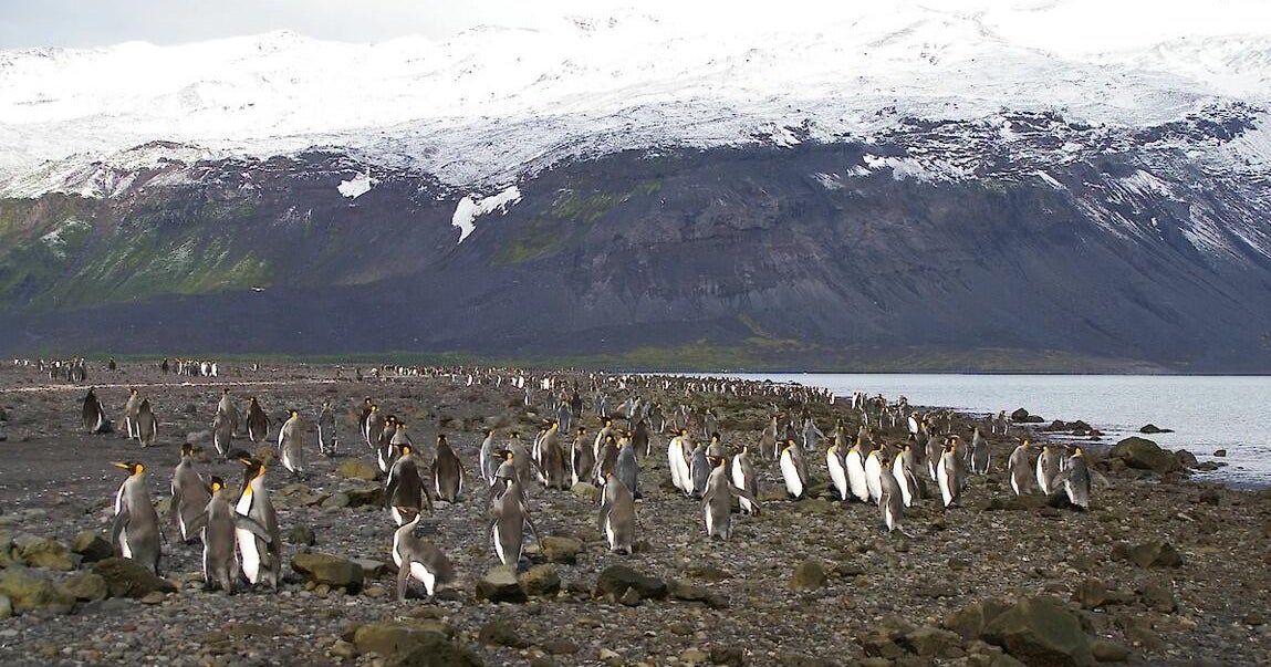 Trump's tariffs target Heard Island and McDonald Islands, Australian territory inhabited by penguins