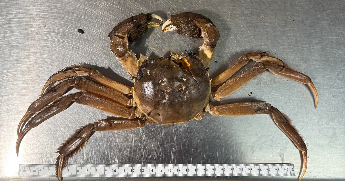 Invasive Chinese mitten crab — capable of climbing over 13-foot-high structures — spotted in Pacific Northwest