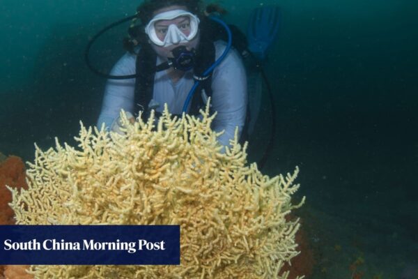 Hong Kong scuba divers talk up potential for growth as more overseas visitors go diving Hong Kong scuba divers talk up potential for growth as more overseas visitors go diving