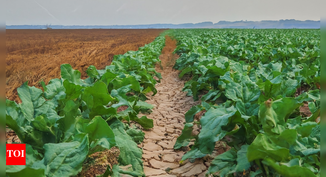UK farmers pray for rain amid driest spring since 1852