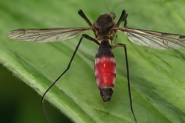 Mosquitoes in the UK now carry a dangerous virus, here’s how to stay safe this summer Mosquitoes in the UK now carry a dangerous virus, here’s how to stay safe this summer