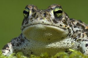UK’s loudest amphibian is making a noise at South Downs National Park