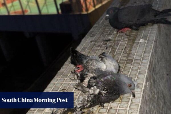 4 pigeons found glued on top of wall; Hong Kong police suspect animal abuse 4 pigeons found glued on top of wall; Hong Kong police suspect animal abuse