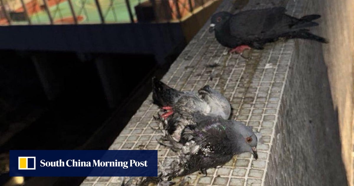 4 pigeons found glued on top of wall; Hong Kong police suspect animal abuse