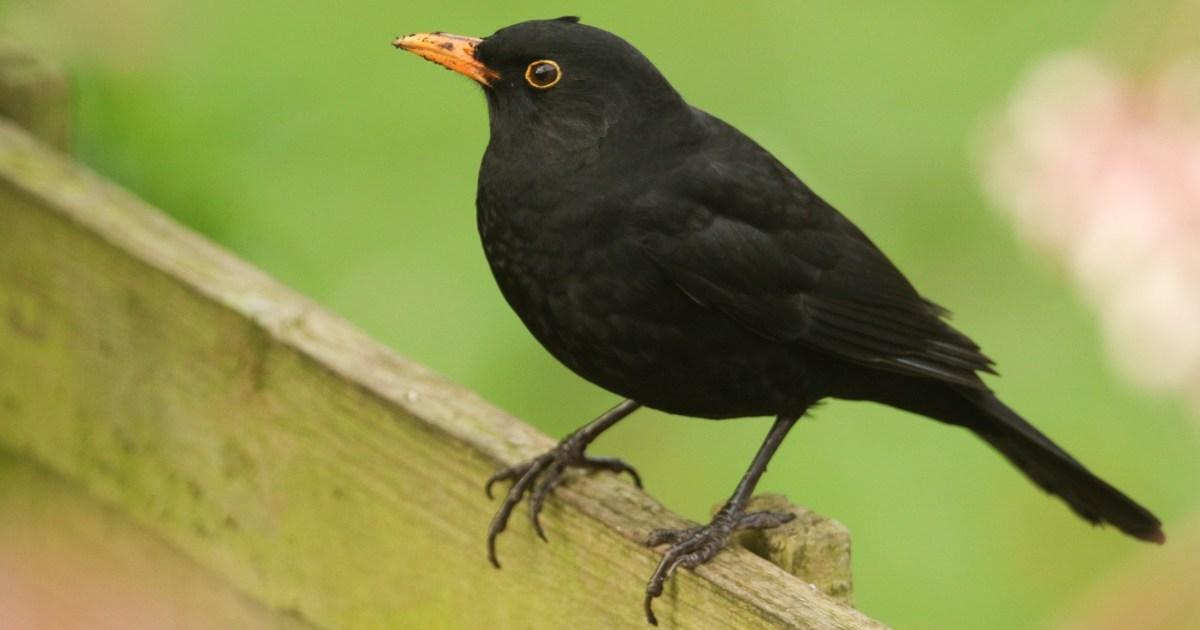 Virus carried to UK by mosquitoes 'has killed up to 40% of local blackbirds' | News UK
