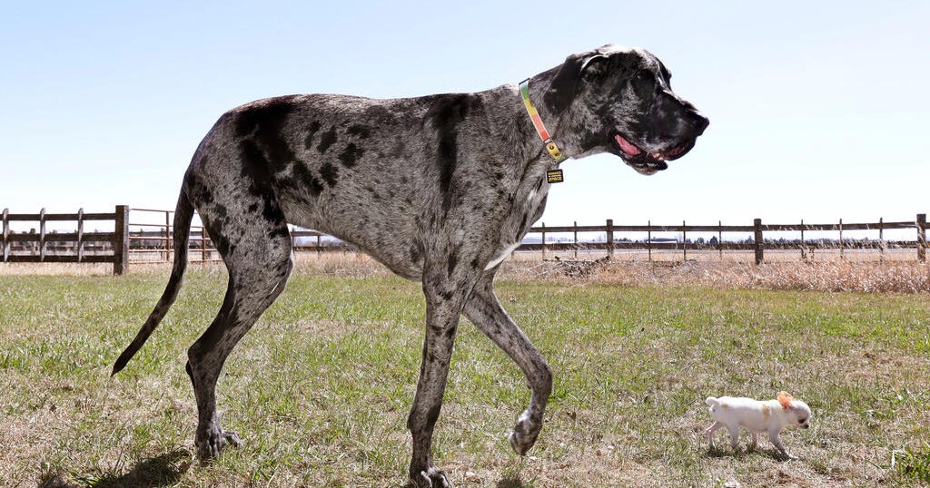 World's tallest and smallest dogs meet up in Idaho Falls for a playdate