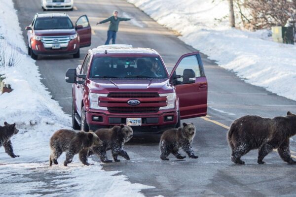 Well-known grizzly bear hit and killed by vehicle in Wyoming — months after famous mother met same fate