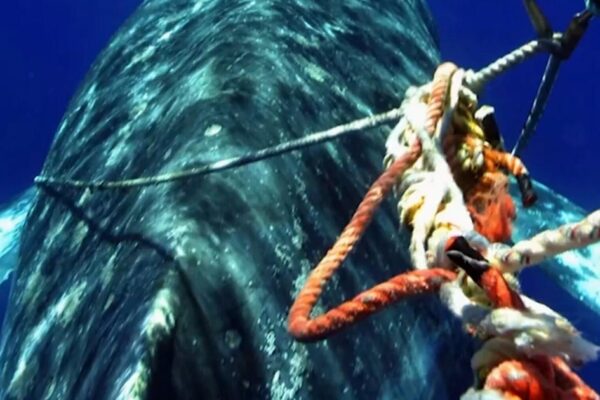 Crab fisherman tests new tech to protect whales from deadly entanglements Crab fisherman tests new tech to protect whales from deadly entanglements