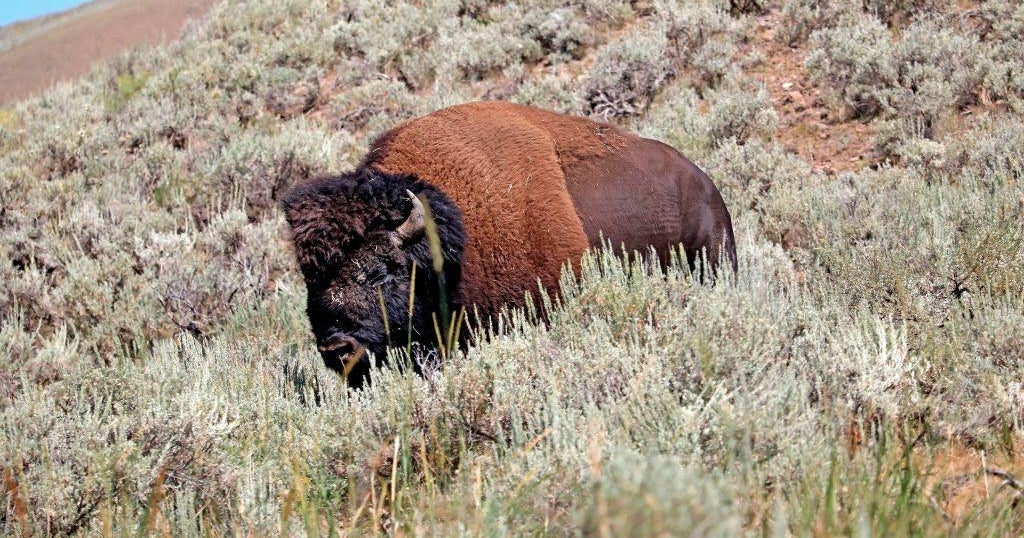 Florida man gored by bison in Yellowstone National Park