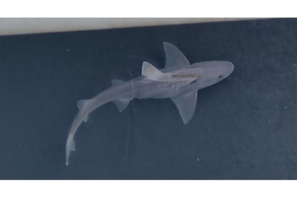 Local stunned as shark spotted in east Belfast river Local stunned as shark spotted in east Belfast river