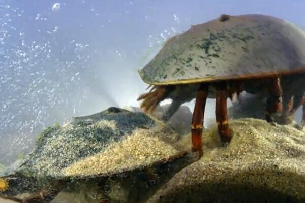 Nature: Horseshoe crabs in Maine