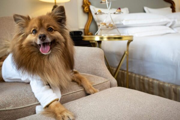 15 Best Dog-Friendly Hotels in the United States