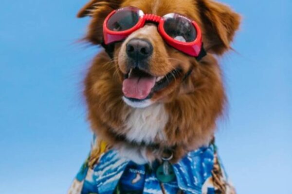Not without my dog: New guide highlights best pet-friendly getaways in Spain