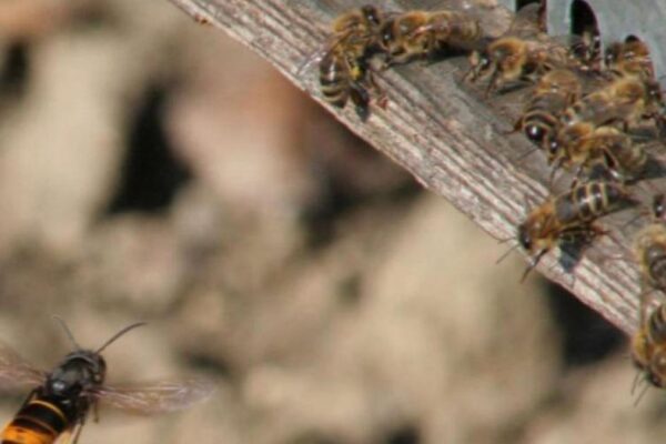 Brits issued Asian Hornets warning - How to keep home safe