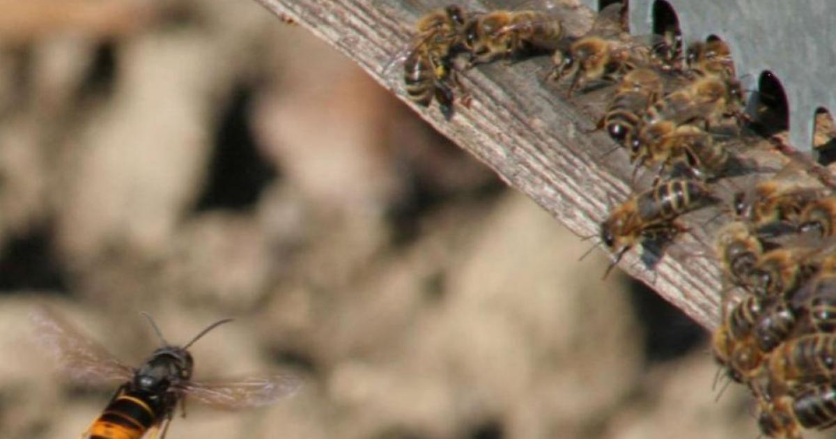 Brits issued Asian Hornets warning - How to keep home safe