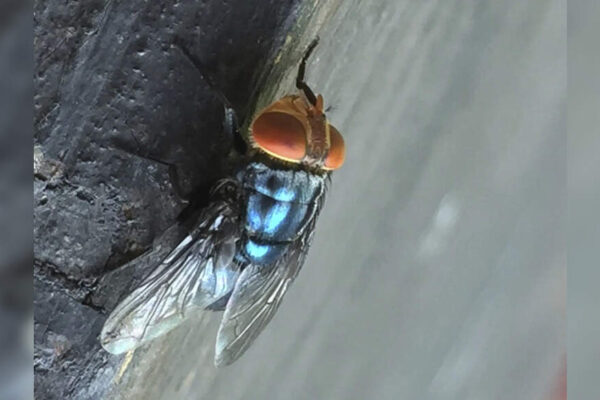 Why is US breeding flies in Texas, near Mexico border