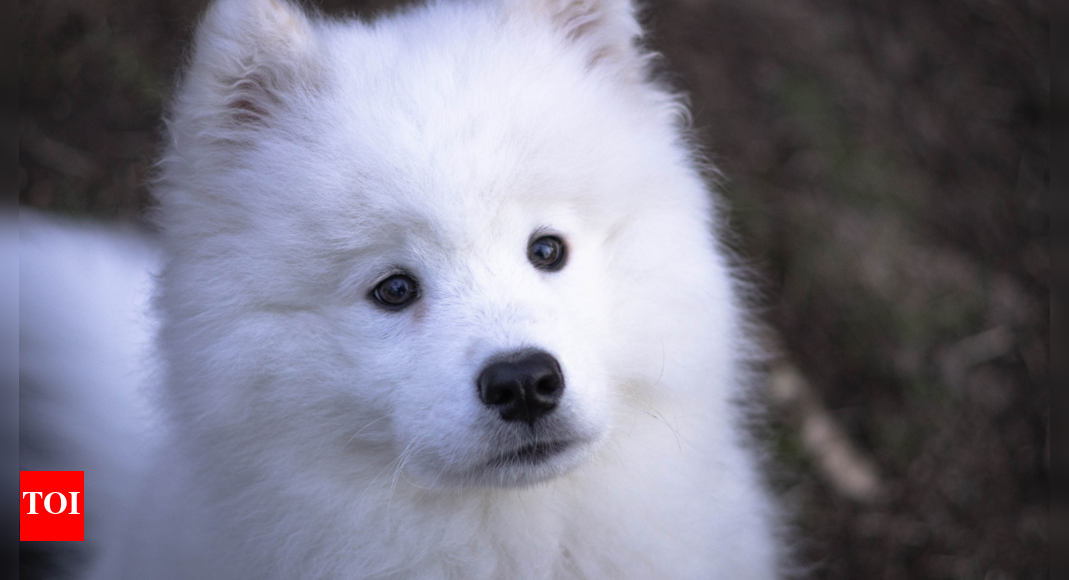 British woman dies after an innocent-looking puppy scratch in Morocco