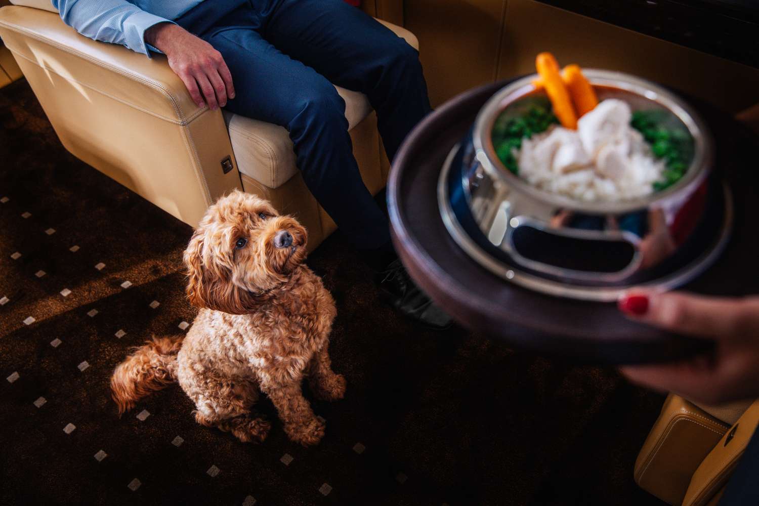 Pet Travel Is Hot. That Means Options—and Treats—For Your Dogs, Cats and More