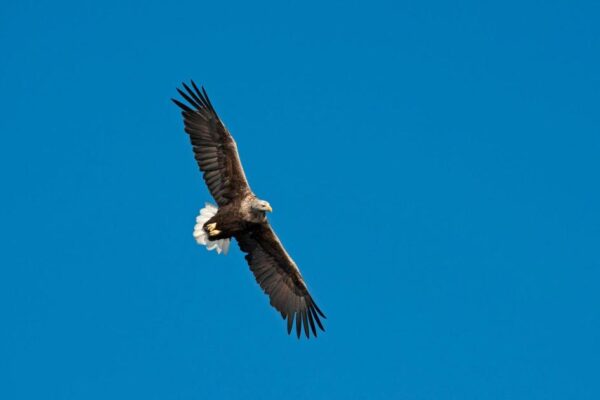 UK’s oldest white-tailed eagle dies aged 32