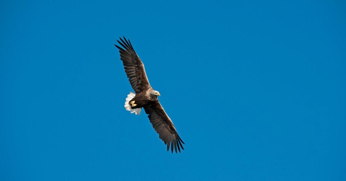 UK’s oldest white-tailed eagle dies aged 32
