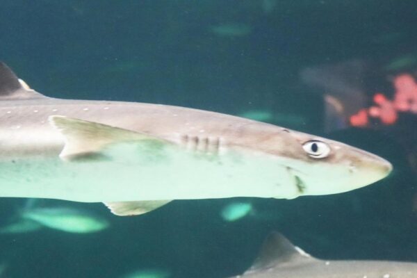 Spiny Dogfish: 75-year-old shark living in shallow UK waters