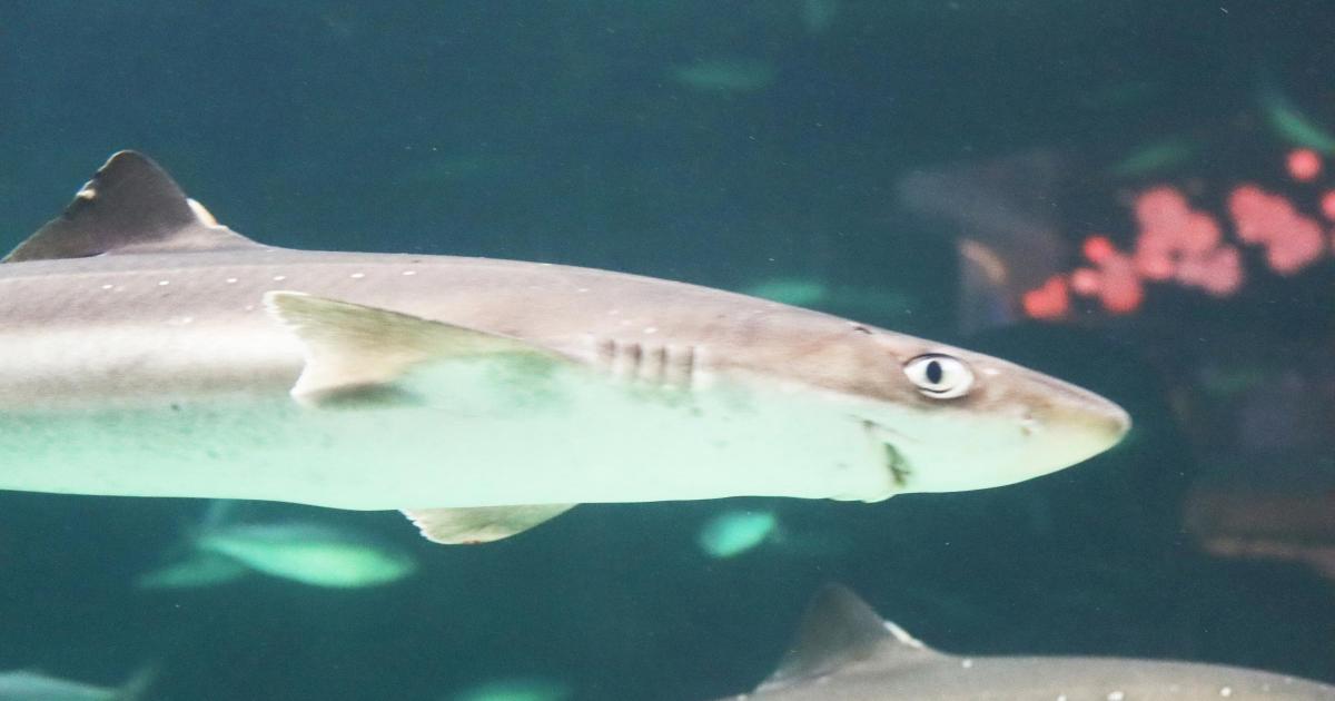 Spiny Dogfish: 75-year-old shark living in shallow UK waters