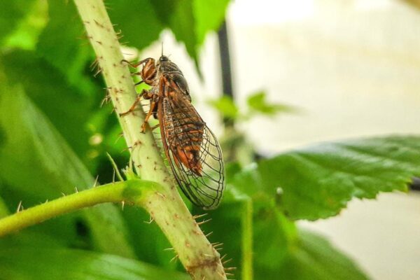 New Forest cicada being reintroduced in UK after extinction
