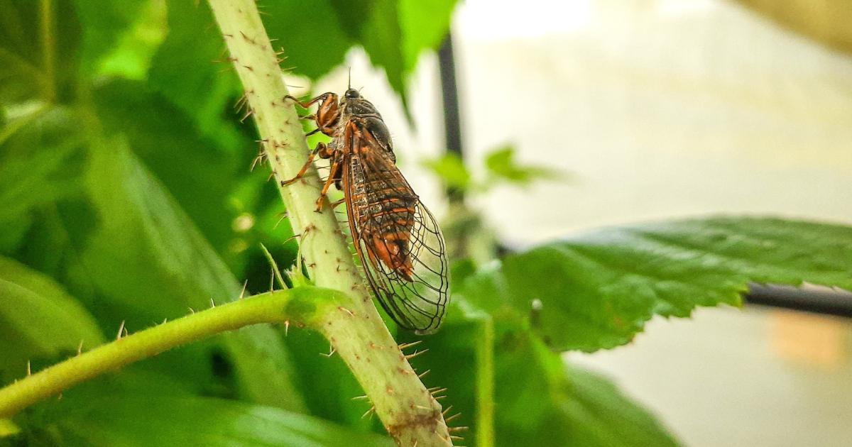 New Forest cicada being reintroduced in UK after extinction