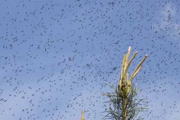 Experts issue warning over swarms of flying ants in UK