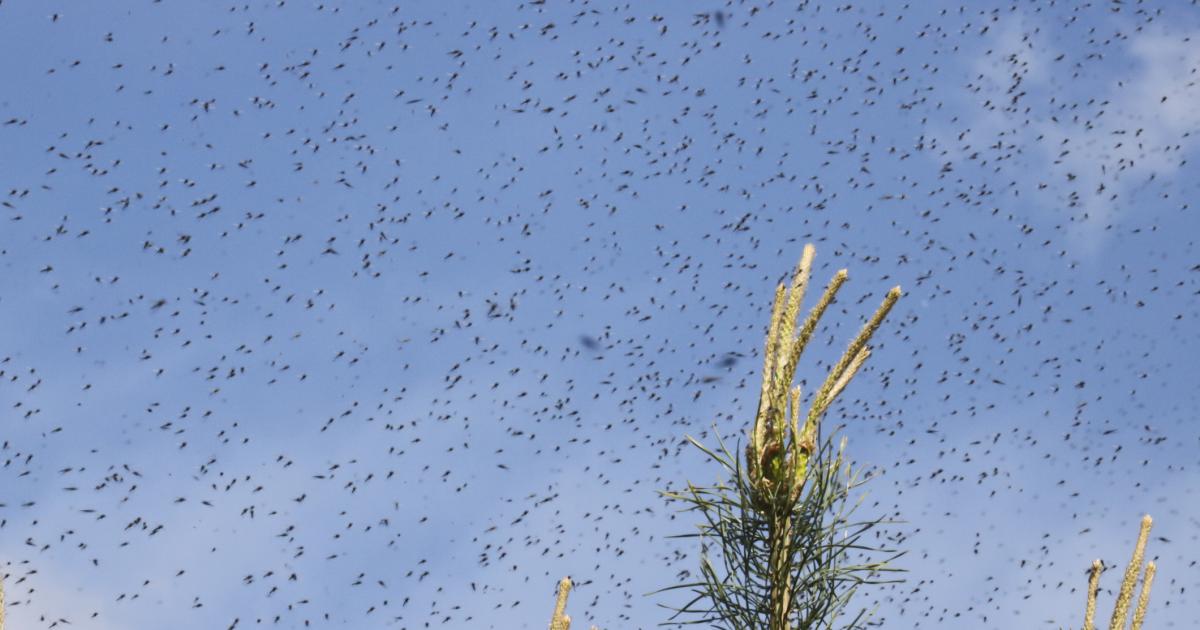Experts issue warning over swarms of flying ants in UK