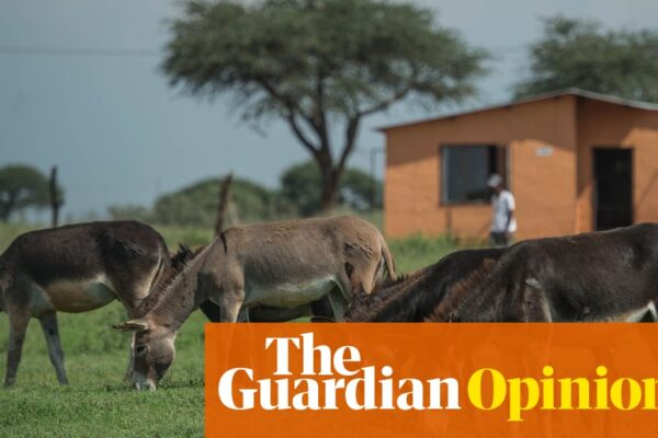 The Guardian view on China, Africa and disappearing donkeys: an unexpected crisis offers a clue to perils ahead | Editorial