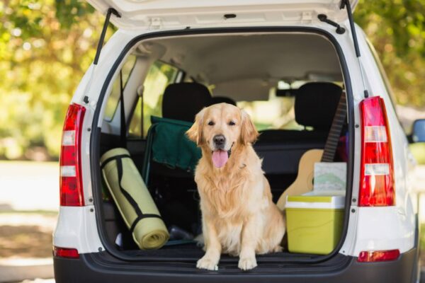Tips for safe travels with your pets – Our Communities
