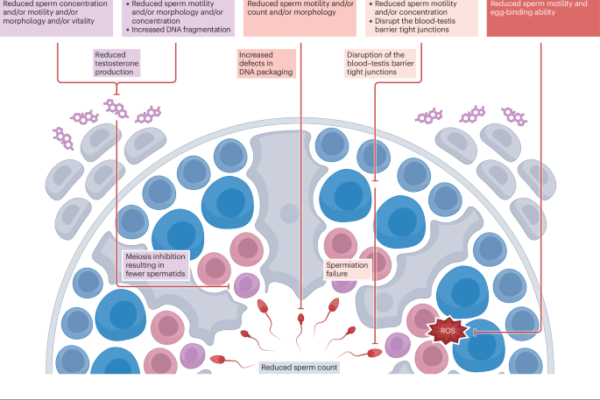 Unlocking the power of semen analysis in primary health care — a path to men’s health and lifestyle transformation Unlocking the power of semen analysis in primary health care — a path to men’s health and lifestyle transformation