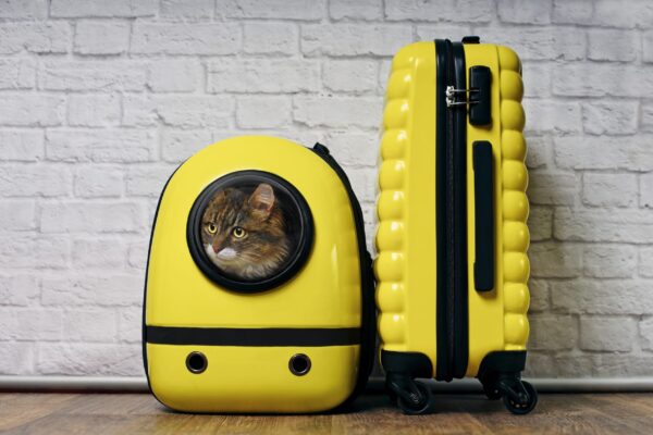 Traveling with Pets and Service Animals | Yellow Book