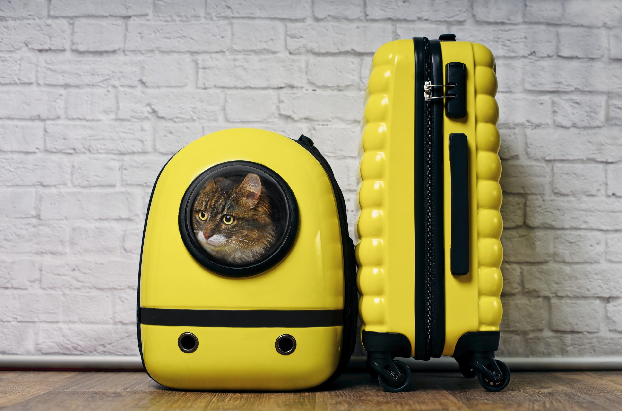 Traveling with Pets and Service Animals | Yellow Book