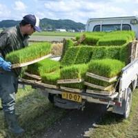 Rice prices double in Japan as inflation accelerates | World News