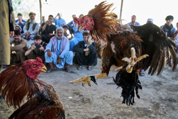Photos of cockfighting in Afghan capital show a bloody pastime thriving in the shadows Yahoo news home