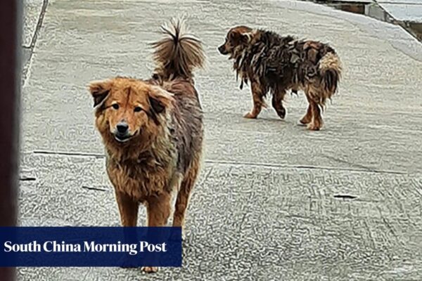 Chef at Hong Kong monastery admits to cruelty after tying 2 dogs up in bags