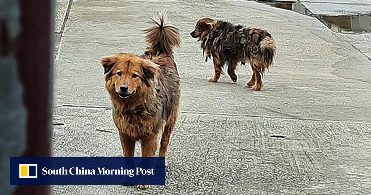 Chef at Hong Kong monastery admits to cruelty after tying 2 dogs up in bags