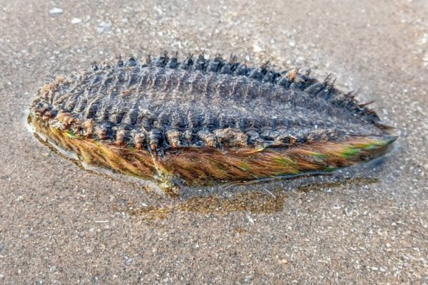Mysterious ‘alien-like’ sea creature that can devour prey 3 TIMES its size is found on UK beach Mysterious 'alien-like' sea creature that can devour prey 3 TIMES its size is found on UK beach